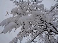 До 20 сантиметра е снежната покривка в Сливенско